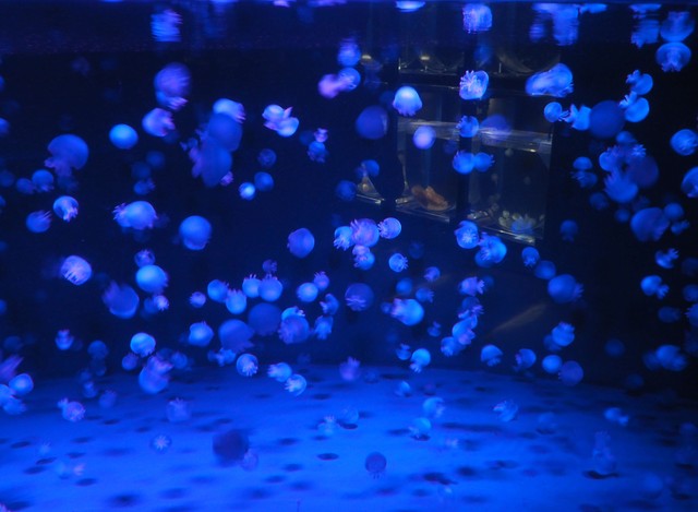 キャノンボールジェリーフィッシュ