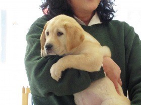 たくさんの善意で育つ盲導犬　「パピーウォーカー」って何？