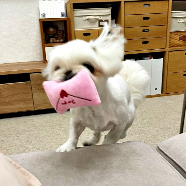 おもちゃをくわえて走り回るなじゅちゃん（画像提供：なじゅさん）