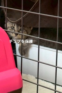 そしてチュプくんを保護（「TetoMoco | 猫活するママの暮らし」さん提供、Instagramよりキャプチャ撮影）