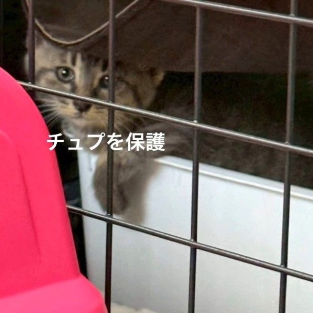 そしてチュプくんを保護（「TetoMoco | 猫活するママの暮らし」さん提供、Instagramよりキャプチャ撮影）