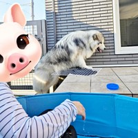 プールを横目に完全スルーするフブキくん（画像提供：アラスカンマラミュート フブキさん）