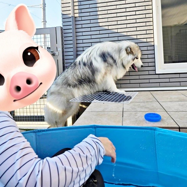 プールを横目に完全スルーするフブキくん（画像提供：アラスカンマラミュート フブキさん）