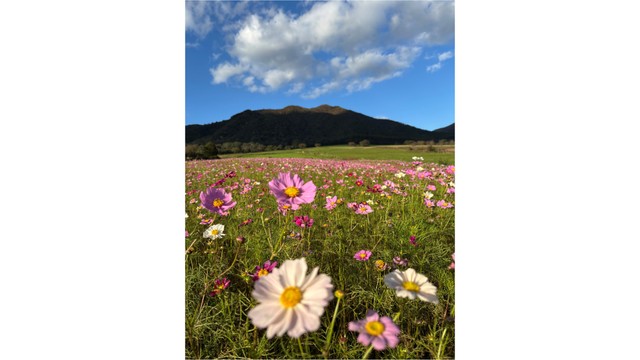 色鮮やかなコスモスが見頃　ひるぜんジャージーランドで11月中旬まで　岡山・真庭市
