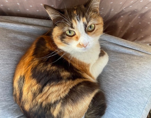 普段はキリッと凛々しいむぎちゃん（提供：🩵日向ゆうり🩵さん）