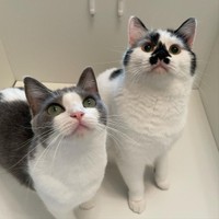 先住猫の大福くんと。喧嘩するほど仲が良い？