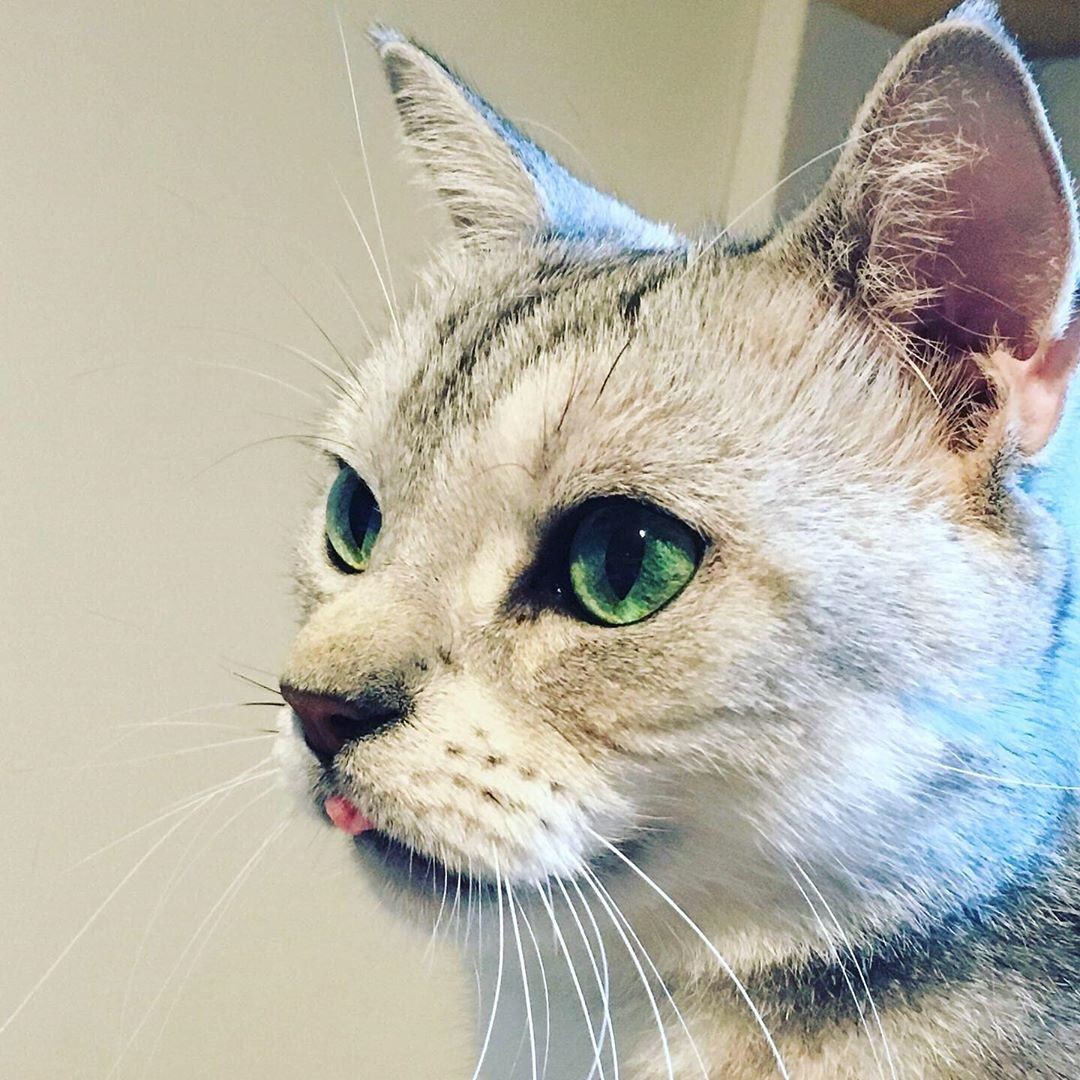 リスかと思うほど小さかった子猫、偶然駅で出会った人の家族に リスかと思うほど小さかった子猫、偶然駅で出会った人の家族に