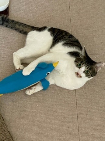 “けりけり”が大好きなすず。ペンギンを許してあげて……（石川さん提供）