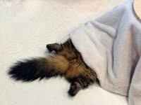 脱力～（画像提供：マンチカンのアーサーさん）