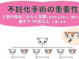 猫の飼い方に決まりはあるの？