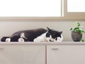 自転車の荷台で「ほなー」　元野良猫「ぽんた」隣町の病院へ（22）