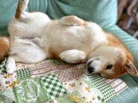 雪の上でゴロゴロ＆お家でぬくぬく…「雪」の季節は最高ですワン！（画像提供：柴犬ハルさん @shibaharu_）
