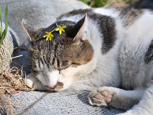 ぶぶぶぶぶぅー