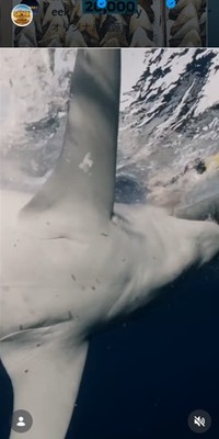 ディスカバリー・チャンネル「シャーク・ウィーク」のインスタグラム＠sharkweekより