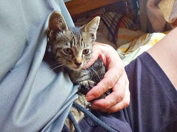 飼い主さんのお腹の上で落ち着くキビくん（画像提供：やまざきうなむーさん）