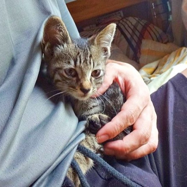 飼い主さんのお腹の上で落ち着くキビくん（画像提供：やまざきうなむーさん）