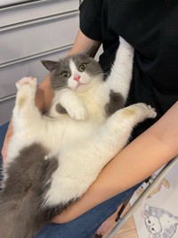 「#全米が泣いた股を開いたねこ選手権」というトレンドのタグにもぴったりだった、足ぱっかーん姿のまるくん（提供：コテまるさん @mofu_kote）