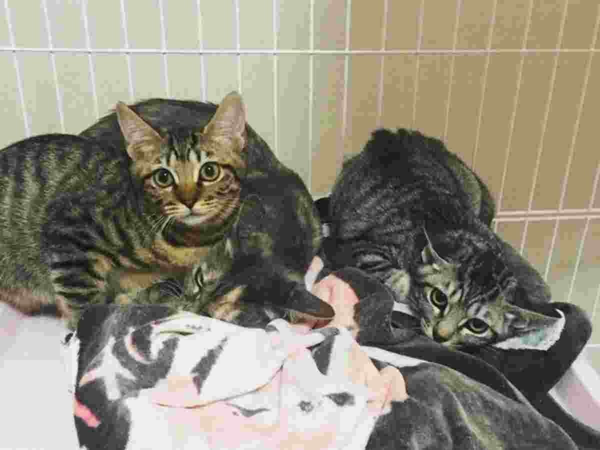 野良猫の母子を一緒に引き取る 猫エイズでも引き離せない 犬 猫との幸せな暮らしのためのペット情報サイト Sippo 野良猫の母子を一緒に引き取る 猫エイズでも引き離せない 犬 猫との幸せな暮らしのためのペット情報サイト Sippo