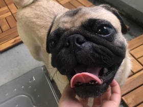 「強さは欠点じゃない」　暴れん坊パグ、世界を知り、強くて優しい“カッコいい男”に