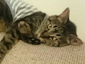 癒やし求めたのに、息詰まる空間　理想の猫カフェって？