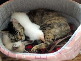 「コスト増」「売りにくい」　業界には「８週齢」反対も