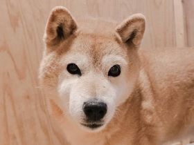 パナソニック保護犬猫譲渡会　NPO法人アニマルレスキューたんぽぽから参加予定の犬たち（11） 