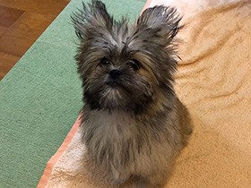 帰ってきてくれてありがとうの思いを込めて MIX犬「マハロ」