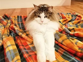 ２０１９美脚で賞 　ノルウェージャン「もこ」