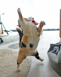 ダンシングタマちゃん