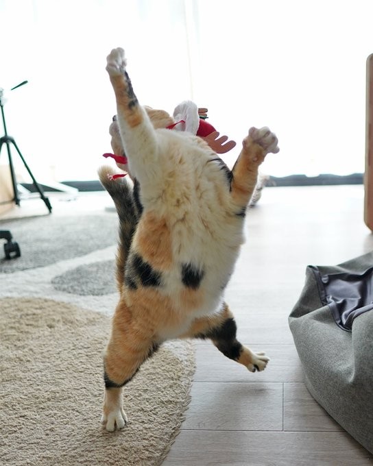 ダンシングタマちゃん