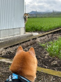 柴犬さんの目線の先には……予想外の状況でにらみを効かせる柴犬さんが！（画像提供：スナナさん）