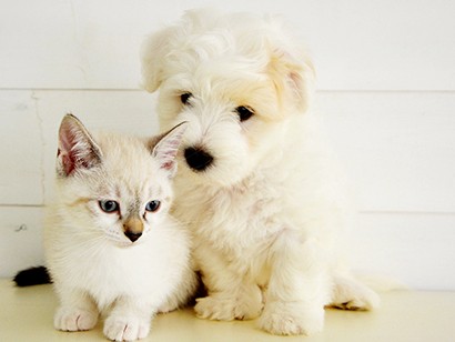 ペットホテルは進化中…でもわが家は愛犬と自宅でお正月！