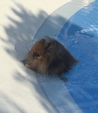 落ちちゃった…（画像提供：ミルモとポン！さん）