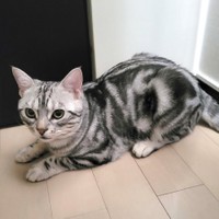 童顔のイケメン父猫、わらびくん（提供：わらよも！アメショわらび&スコよもぎ さん）