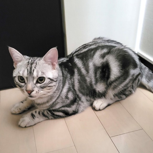 童顔のイケメン父猫、わらびくん（提供：わらよも！アメショわらび&スコよもぎ さん）