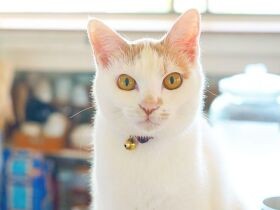 愛犬の月命日に現れたミックス猫「まき」　まるで当たり前のように家に着いてきた