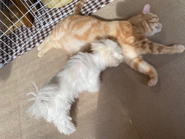 仲良くゴロン！ （奥）きーすけくん、（手前）ポッケちゃん（画像提供：ポッケちゃん）