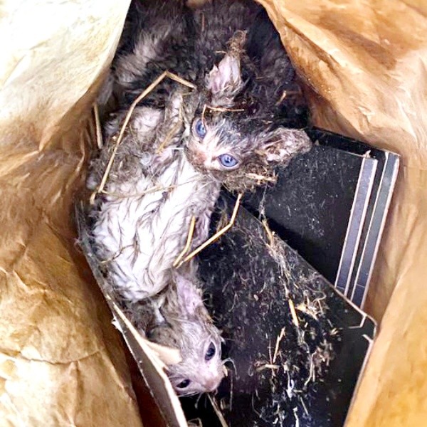 無惨に遺棄されていた子猫たちを発見（画像提供：おゆちゃんさん）