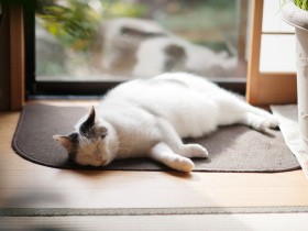 ３匹目の子猫を迎えた初日　いつもは動じない先住猫が鬼の形相で威嚇した