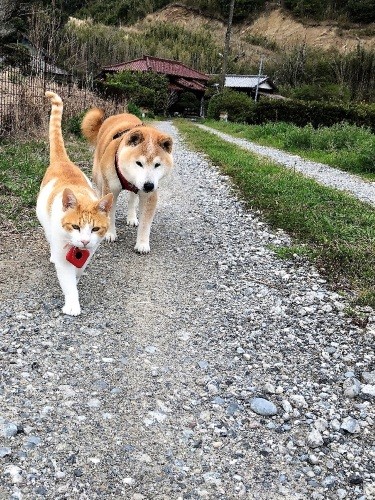 昨年春。このころから、コタロウに認知症の気配が（昌宏さん提供）