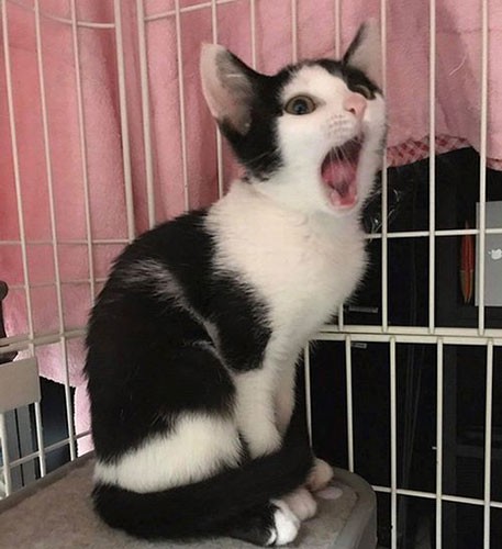 こちらの里親募集の写真に谷崎さんはビビッと！（保護主さん提供）