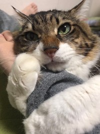 「離さにゃいーっ！」（提供：丸山カネキリカさん）