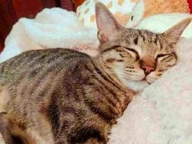 夏の駐車場　キャリーバッグで捨てられていた子猫、幸せになる