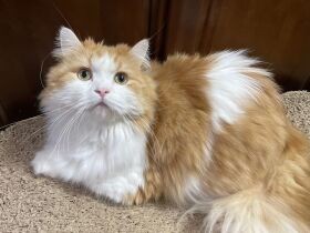 毛玉取りよろしくね　長毛だからお手入れがかかせないミヌエット「ロビン」