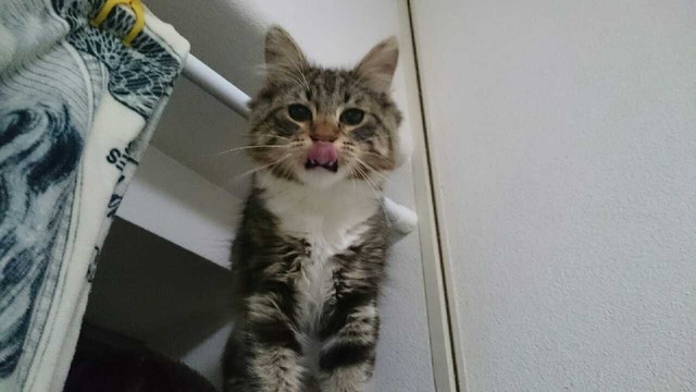 運動は苦手だけれど、キャットタワーの上まで上がれた！「感動です！」