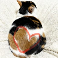 すみれちゃんの背中にはハートマークが！（画像提供：みかん（猫のすみれ&レオリン）さん）