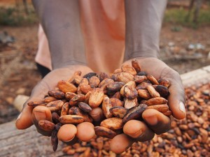 チョコの原料カカオ、アフリカの生産現場では児童労働や貧困…持続可能性から改善も