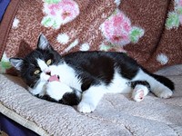 保護まもない頃、お手てが大きかったあんこちゃん（画像提供：しじみとんさん）