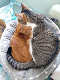 先住猫・ノアさんの毛づくろいをするティダさん（画像提供：むうむうとネコさん）