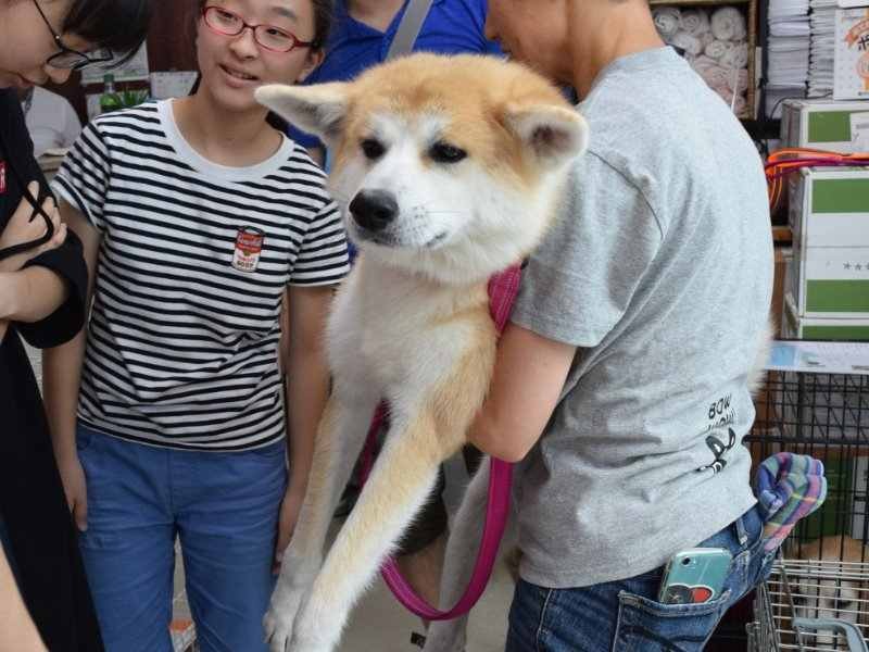「大きな秋田犬だってこうすれば抱き上げられます」＝アニマルハートレスキューで